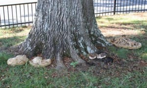 Inonotus decay on base of oak tree