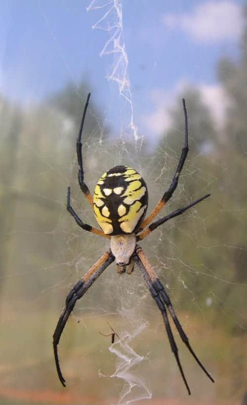 Female Golden Garden Spider, Image by Hancy Hinkle