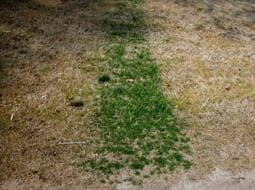 Are Temperatures Too High to Safely Apply Herbicides in Turf?