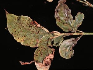 Spot anthracnose causes reddish spots on dogwood leaves
